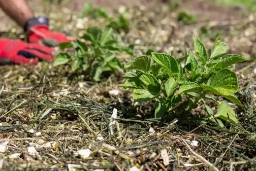 The Real Work Behind Mulching & Planting