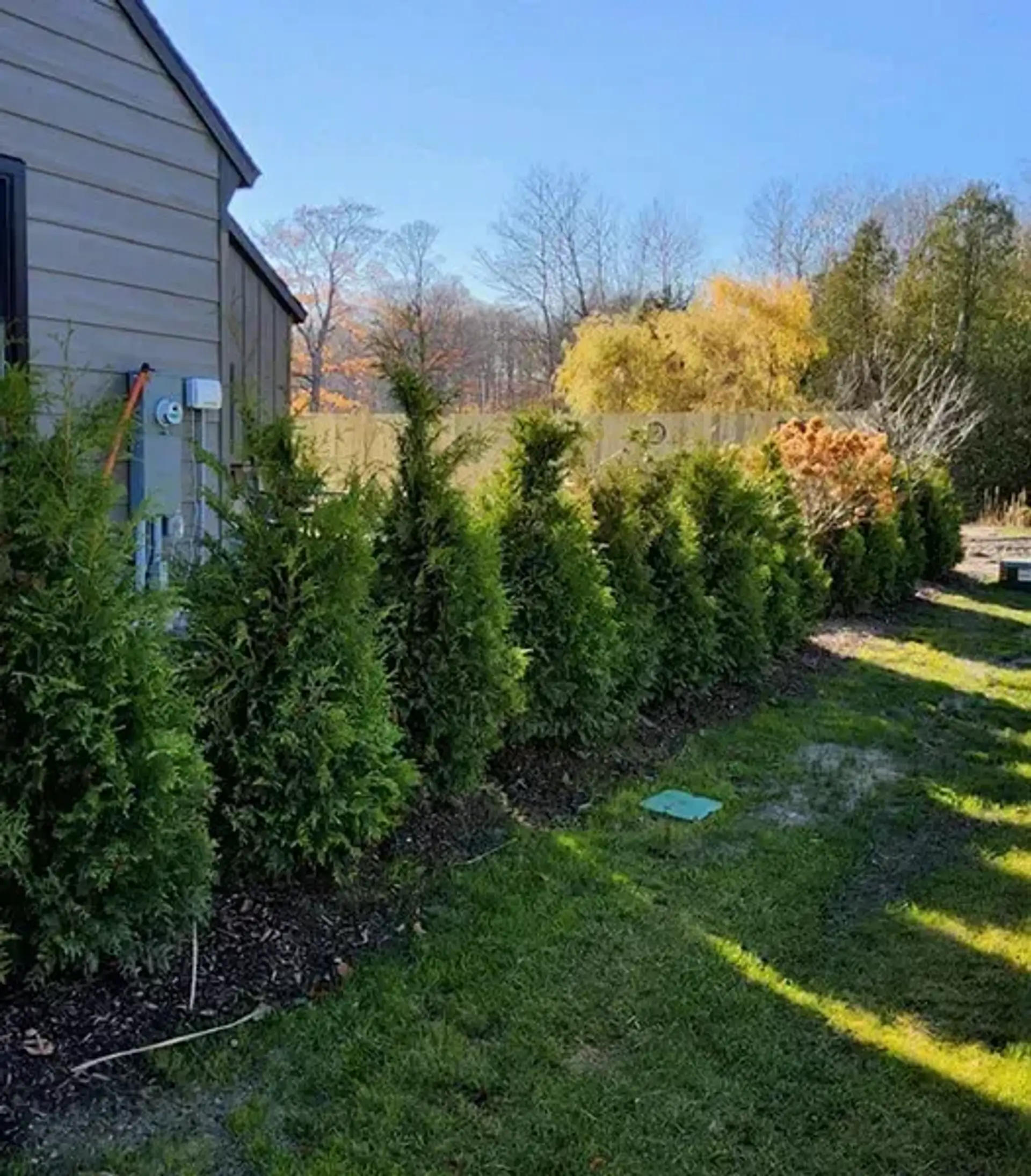 Row of newly planted arborvitae in mulch along the side of a gray house