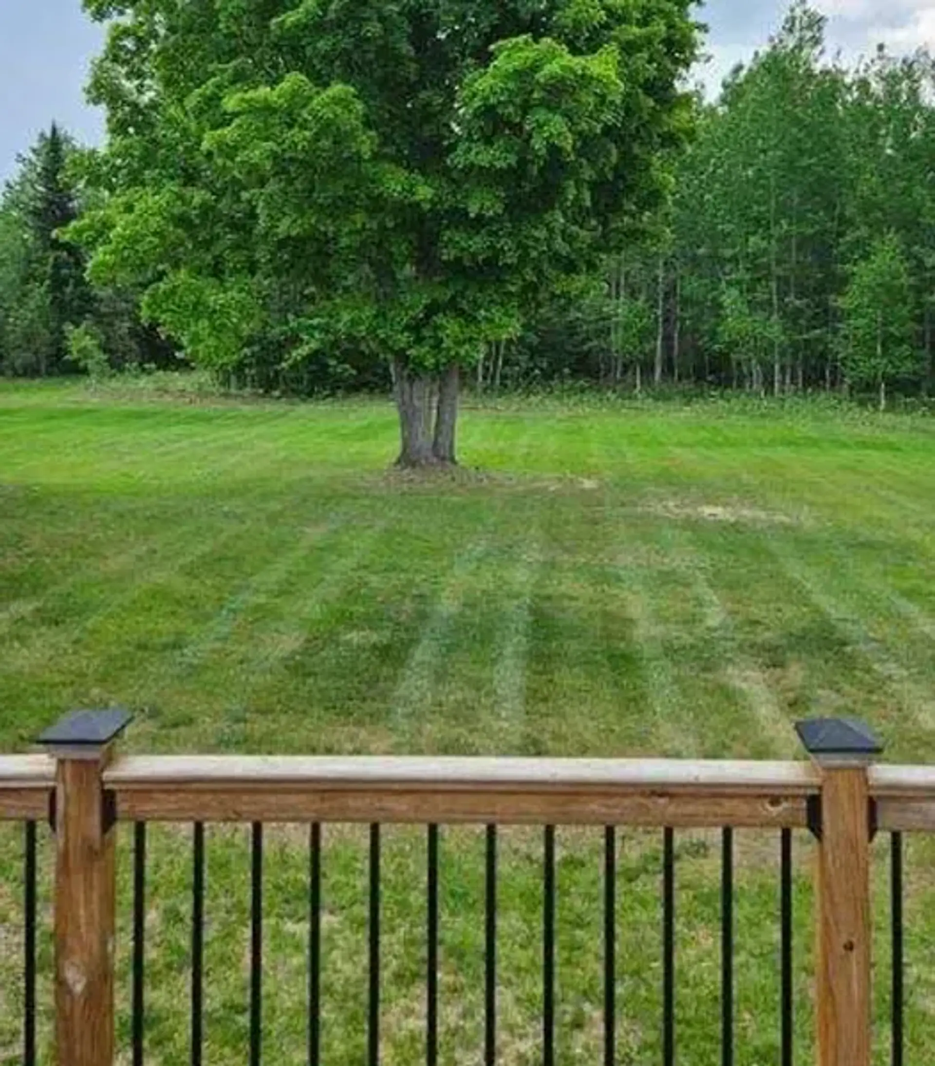 Striped lawn with a large maple tree seen from a deck with black balusters