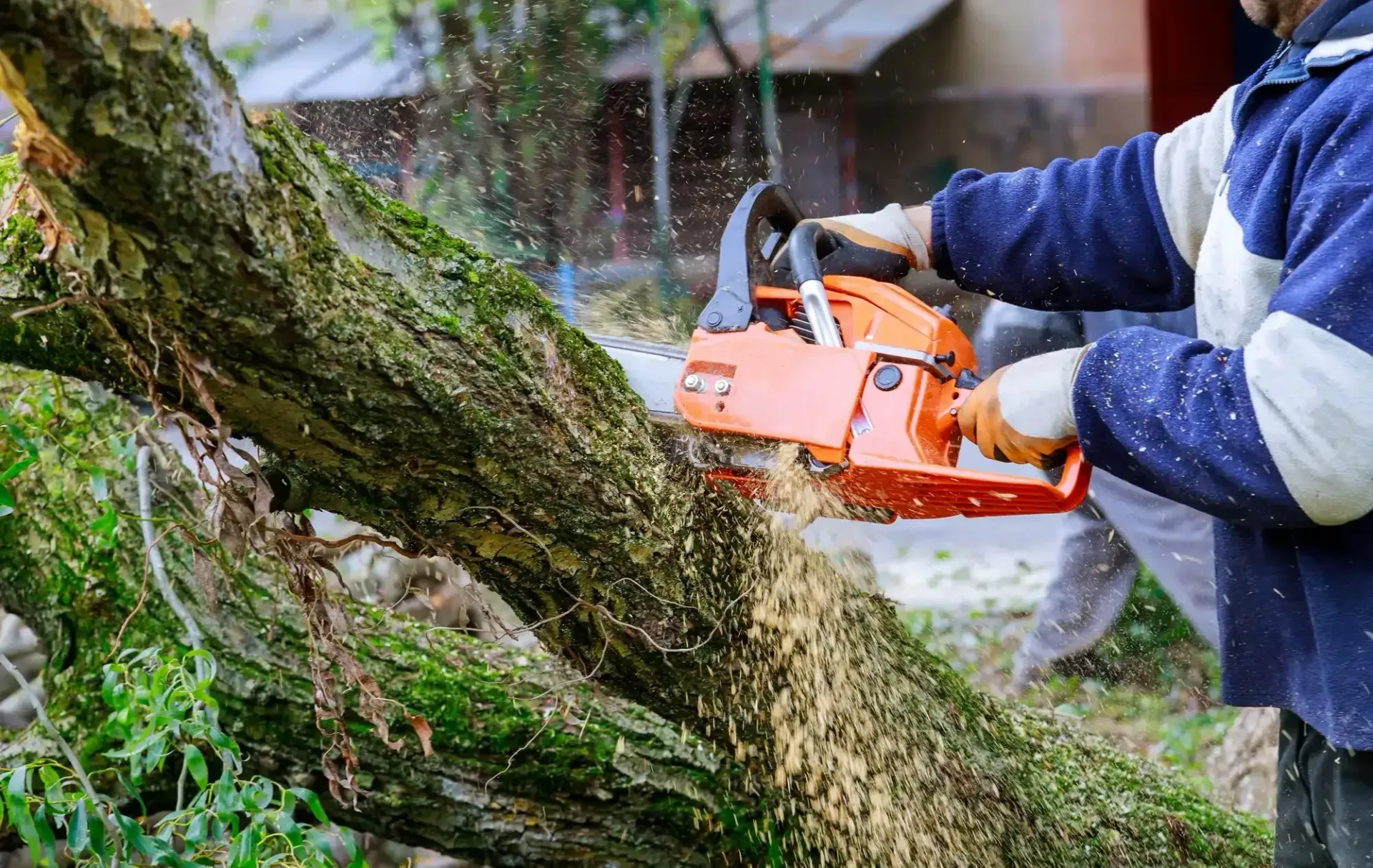 Tree Services & Land Management in Indian River and Traverse City, MI — Hope Landscaping LLC, Northern Michigan