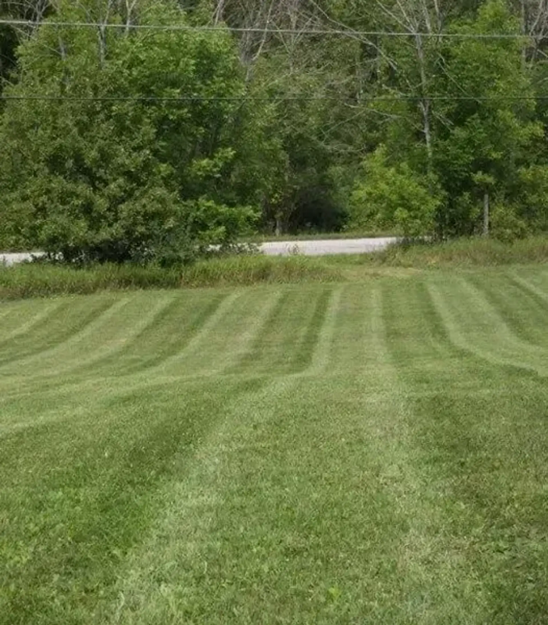 Freshly mowed striped lawn in front of a dense green tree line