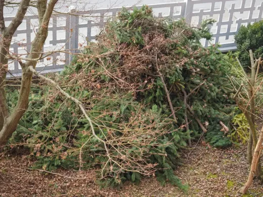 The Reality of Overgrown Land