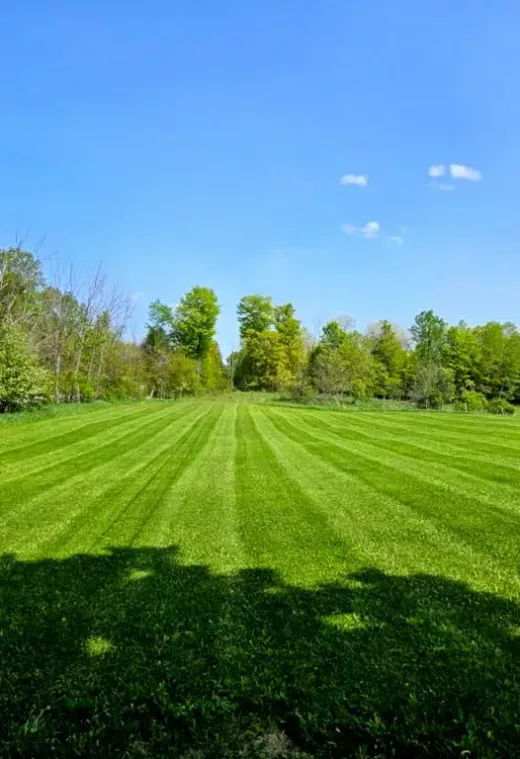 Freshly cut green lawn