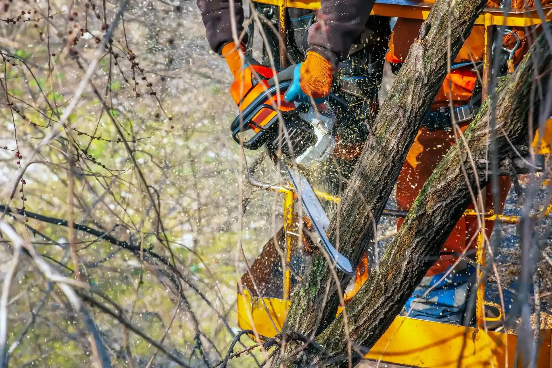 Tree Removal Services in Indian River and Traverse City, MI — Hope Landscaping LLC, Northern Michigan