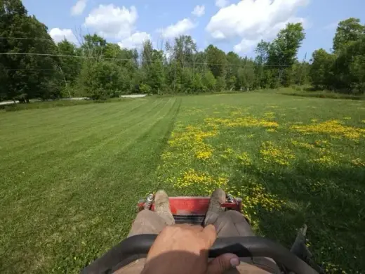 View from a riding mower cutting stripes across a large field with yellow wildflowers