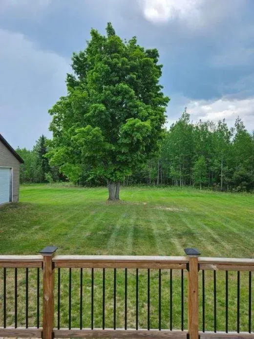Mowed lawn with a large maple tree seen over a wooden deck railing