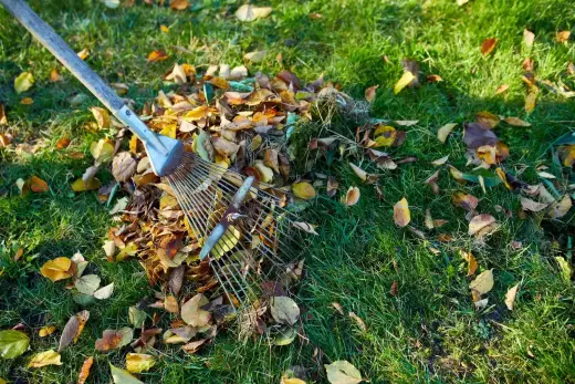 Metal rake gathering fallen autumn leaves on a green lawn